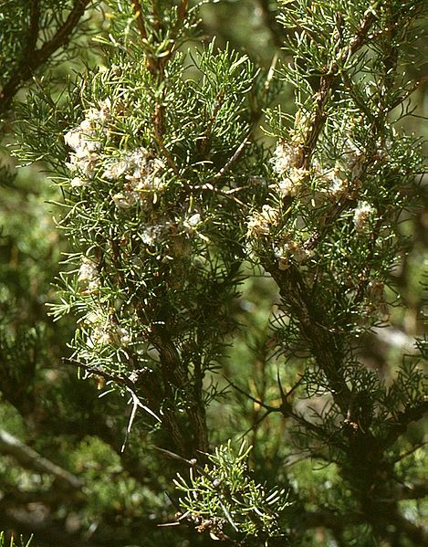 File:Adesmia pinifolia 2.jpg