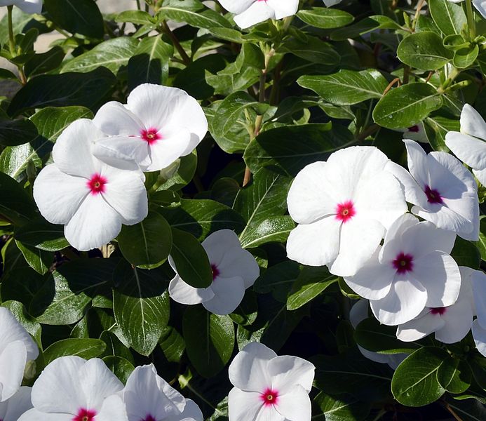 File:White Cistus cultivar2.jpg