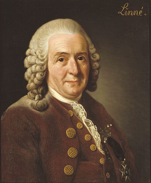 File:Carl von Linné.jpg