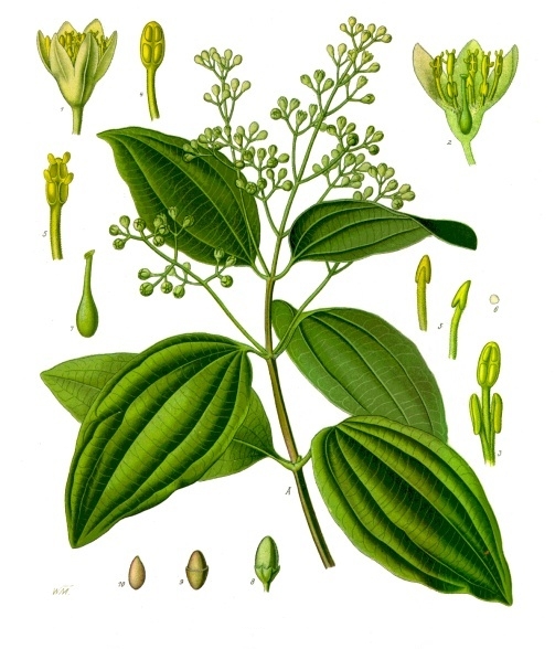 File:Cinnamomum verum - Köhler–s Medizinal-Pflanzen-182 (1).jpg