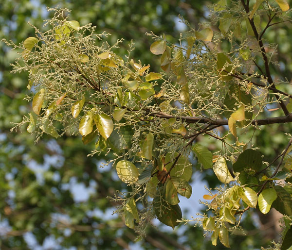 File:Sal (Shorea robusta)- new leaves with flower buds at Jayanti, Duars W Picture 120.jpg