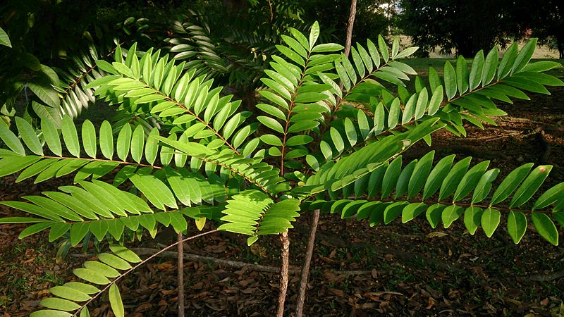 File:Tongkat Ali (Eurycoma longifolia) 1.jpg