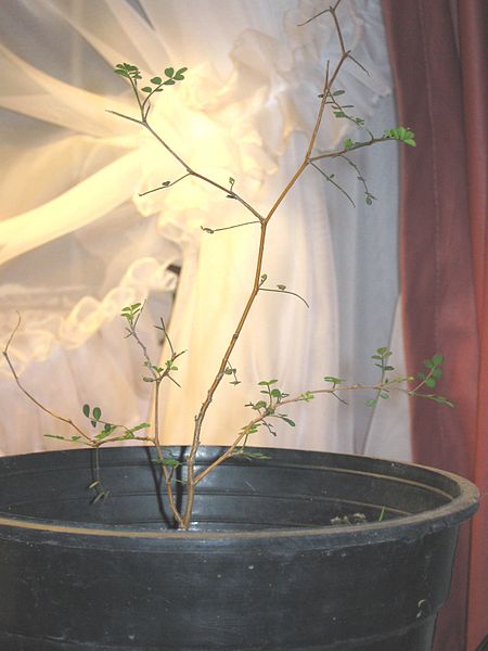 File:Sophora chrysophylla b06 10 09.jpg