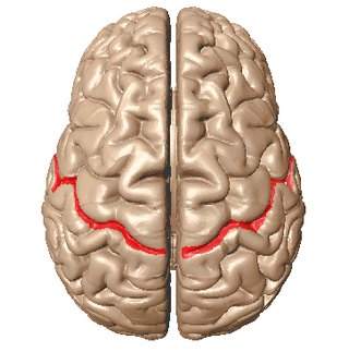File:Central sulcus superior view.png