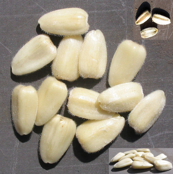 File:Sonnenblumenkerne sunflower seeds.jpg