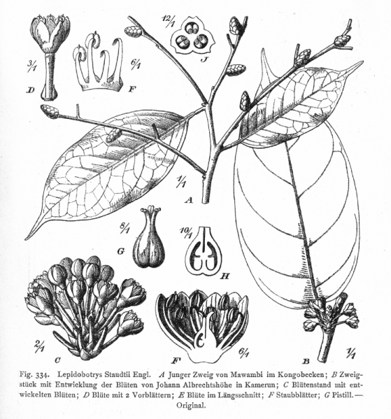 File:Lepidobotryaceae Lepidobotrys staudtii.png