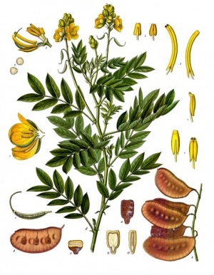 Senna alexandrina - Köhler–s Medizinal-Pflanzen-031.jpg