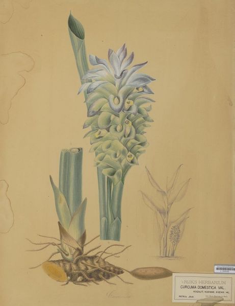 File:Naturalis Biodiversity Center - L.0939330 - Bernecker, A. - Curcuma domestica Valeton - Artwork.jpeg.jpeg
