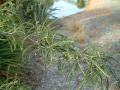 Sophora microphylla limestone kowhai