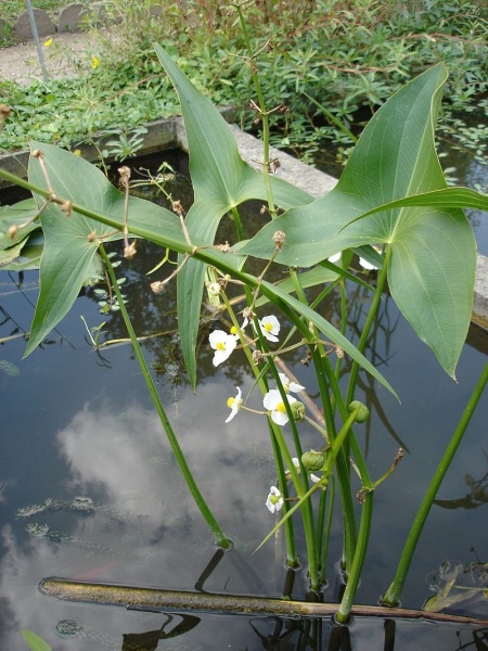 File:Sagittaria latifolia (flowers).jpg
