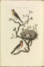 Thumbnail for File:Nederlandsche vogelen (KB) - Erithacus rubecula (086b).jpg